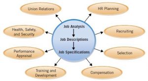 Bridging Insights: The Interplay of Job Analysis in HR Activities